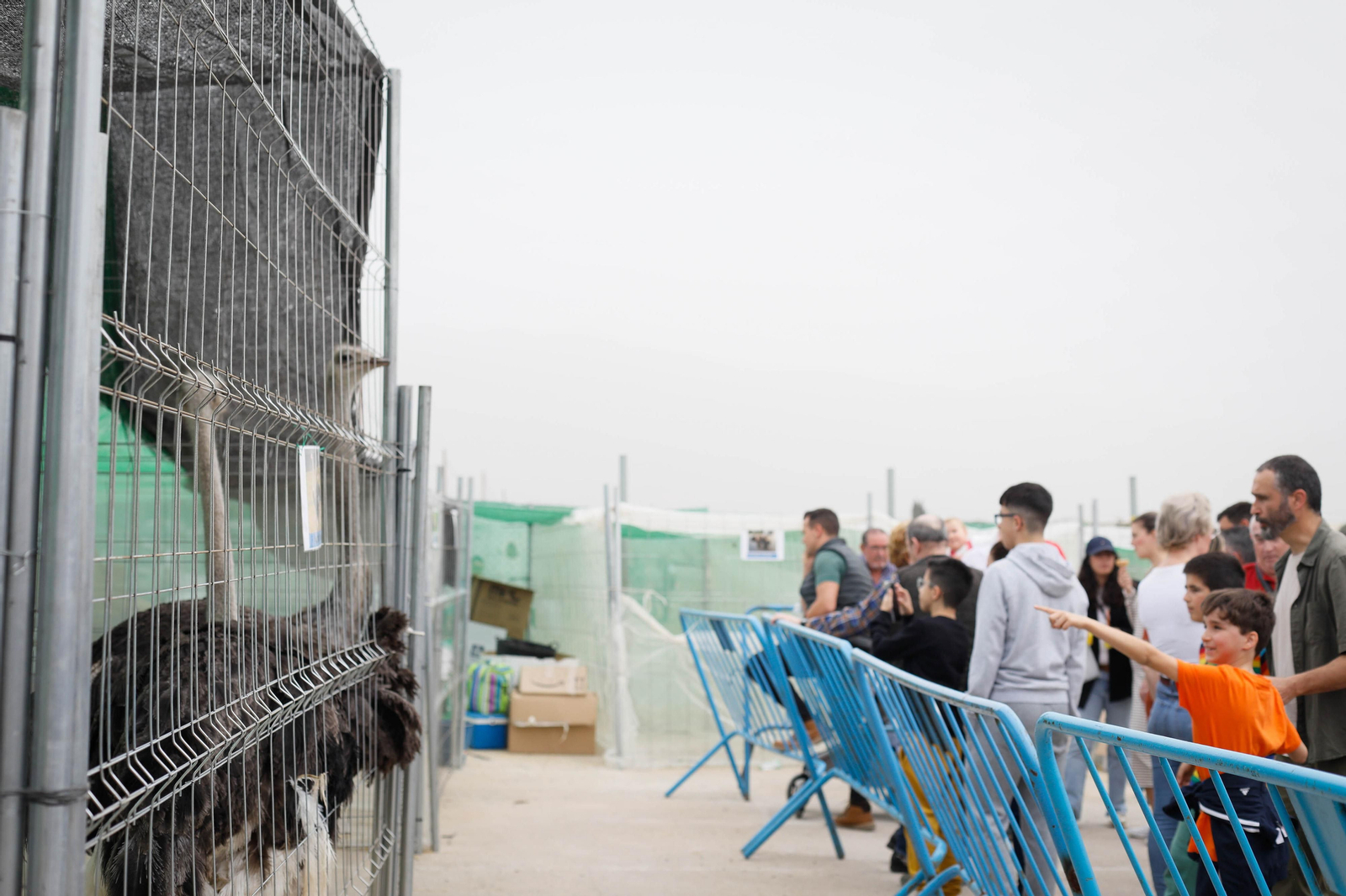 Galería de la Feria  de ganado en Tarambana