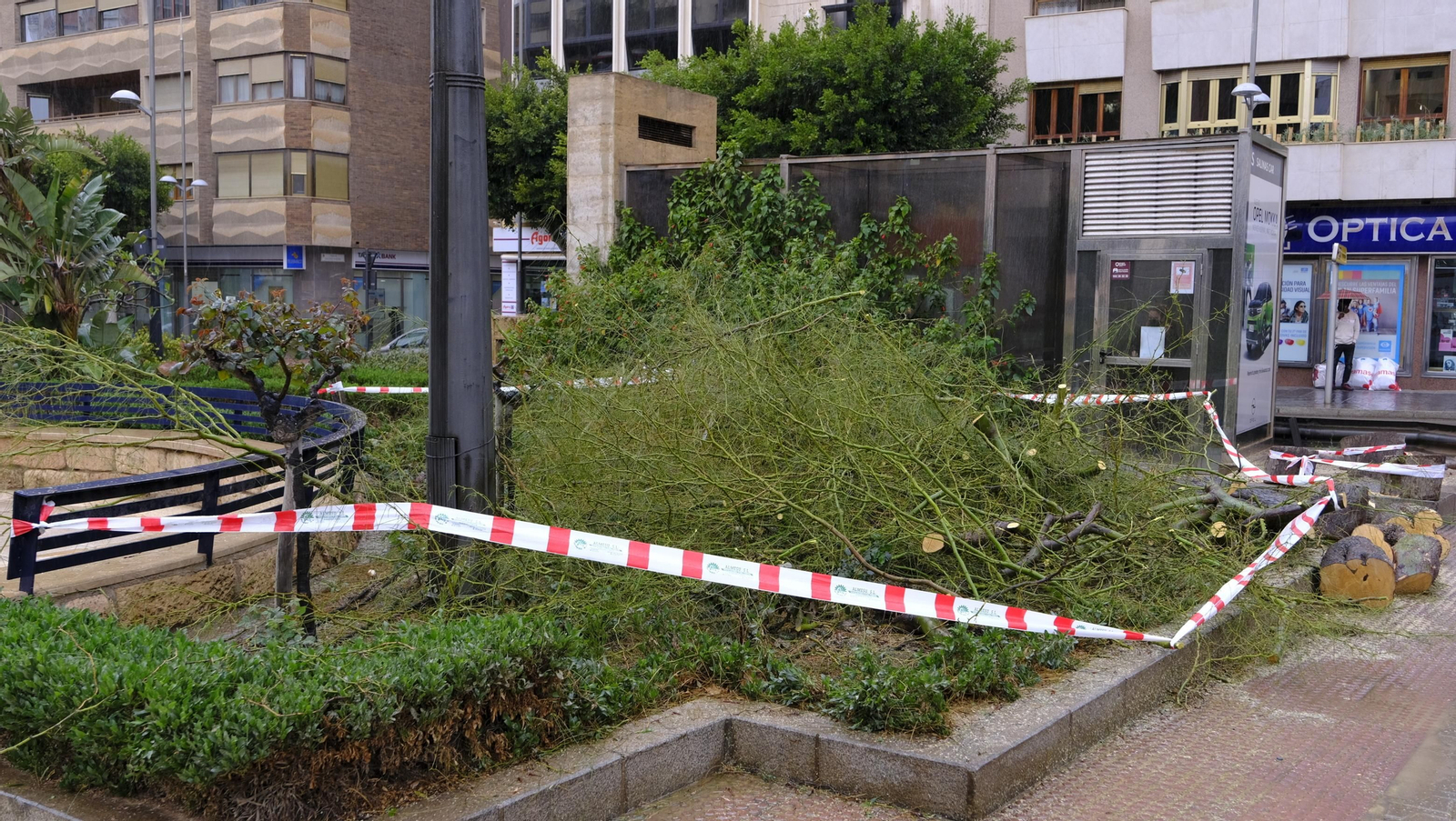 Imágenes de la acotación de palmeras. Almería