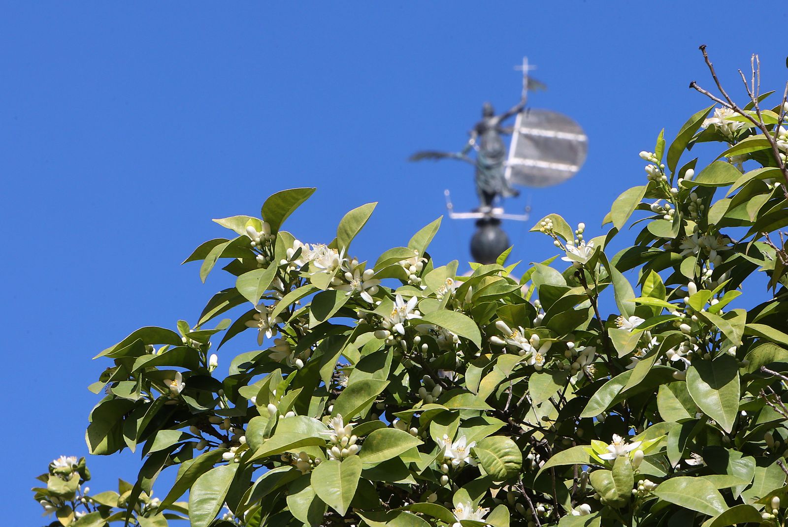 Comienzo de la primavera en Sevilla