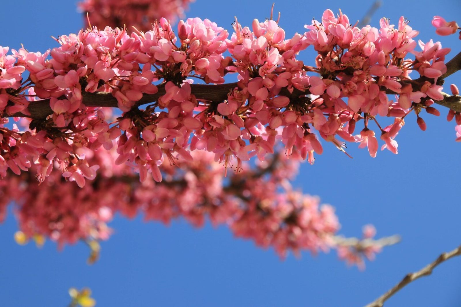 El primer árbol de la primavera: ¿del amor o de judas?