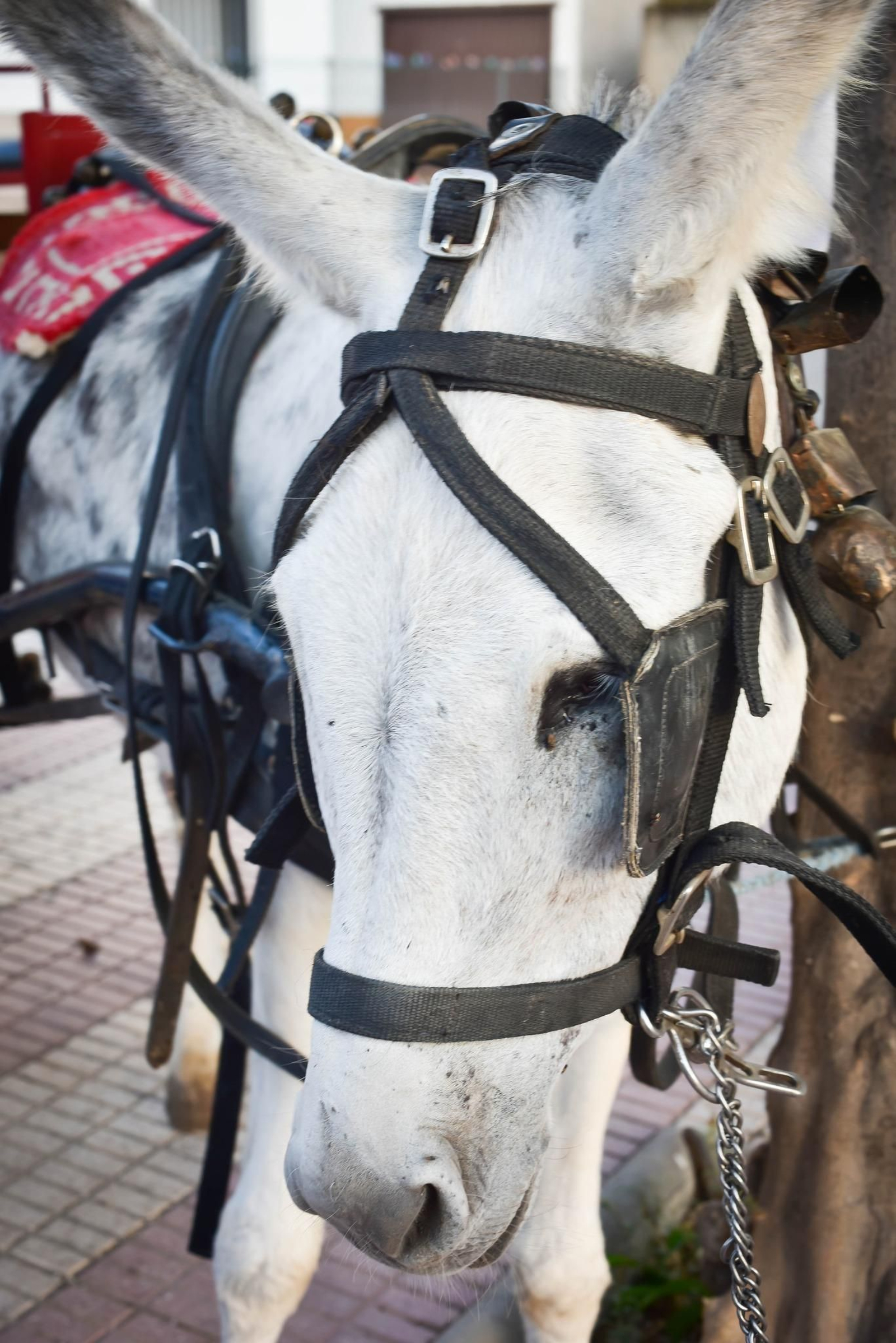 Así celebró Cantoria sus fiestas en honor a San Cayetano