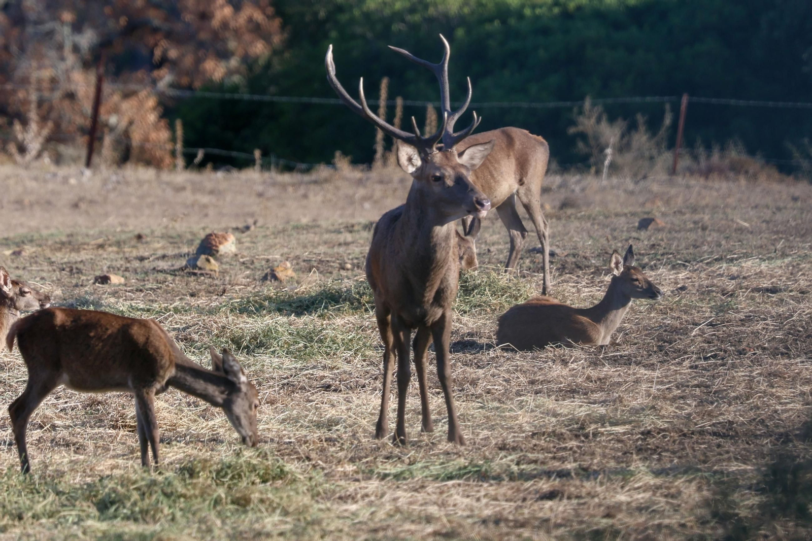 Fotos de la berrea en el Parque natural de Los Alcornocales