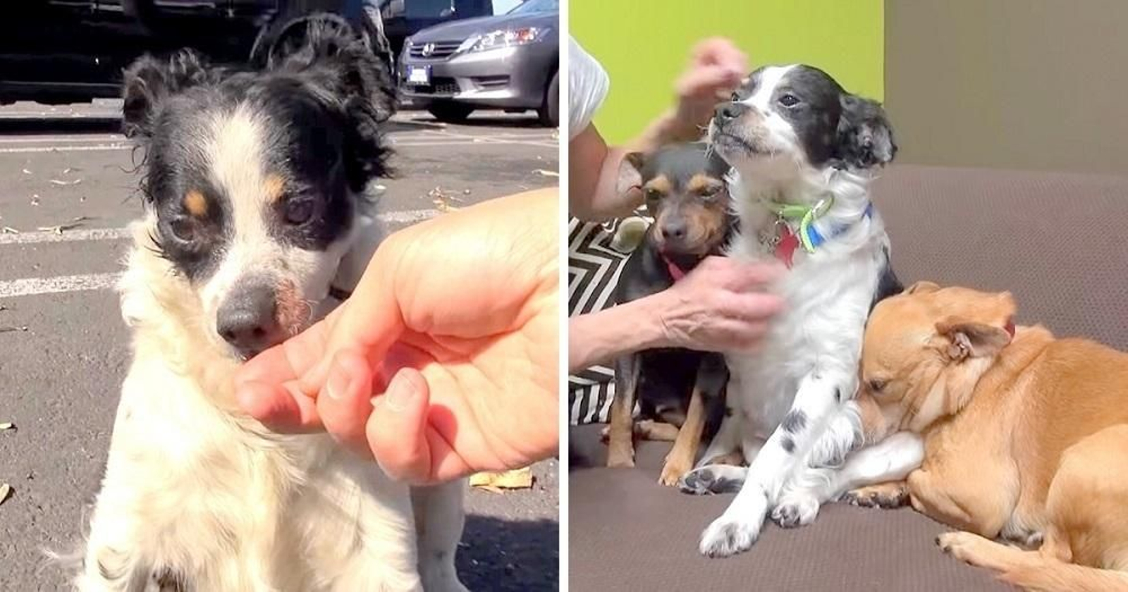 Tres perros se niegan a abandonar su hogar 18 meses después de que su dueño muriera