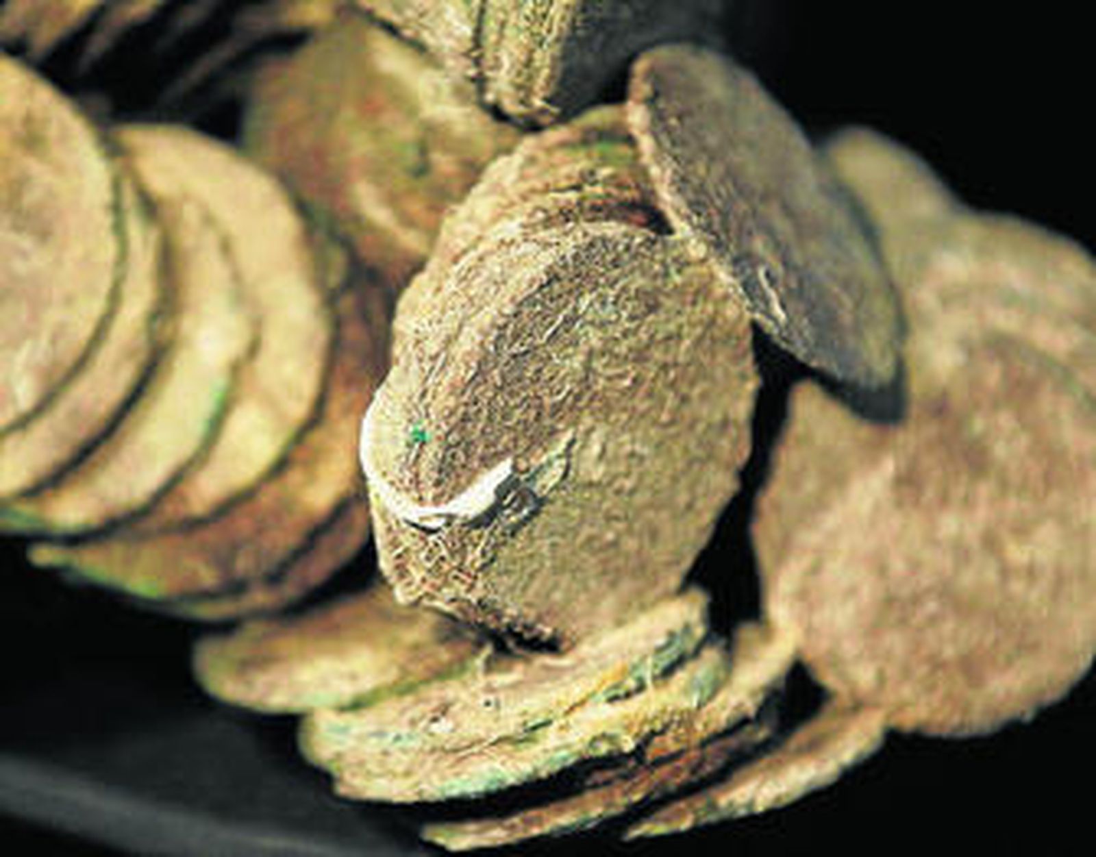Monedas con concreciones marinas del tesoro de Odyssey.