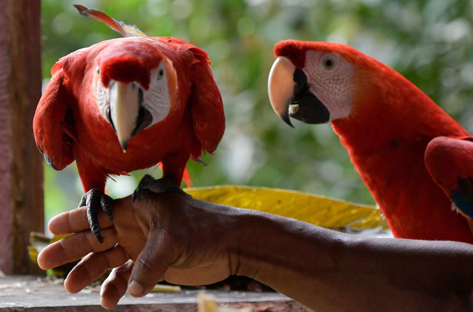 Las limitaciones de la Ley de Bienestar Animal dejan fuera de las mascotas que se pueden adquirir a animales de todo tipo, como a algunas aves tropicales.