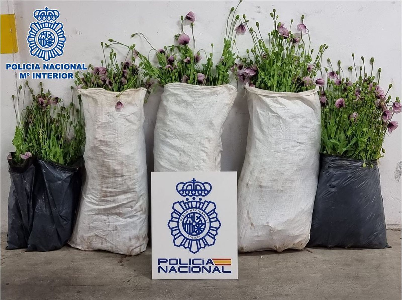 Las plantas de adormidera intervenidas.