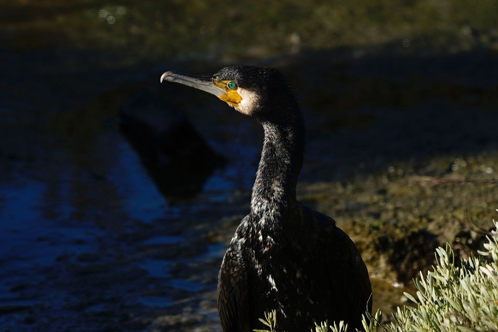 Fotos de la contaminación en el paraje natural marismas del Río Palmones