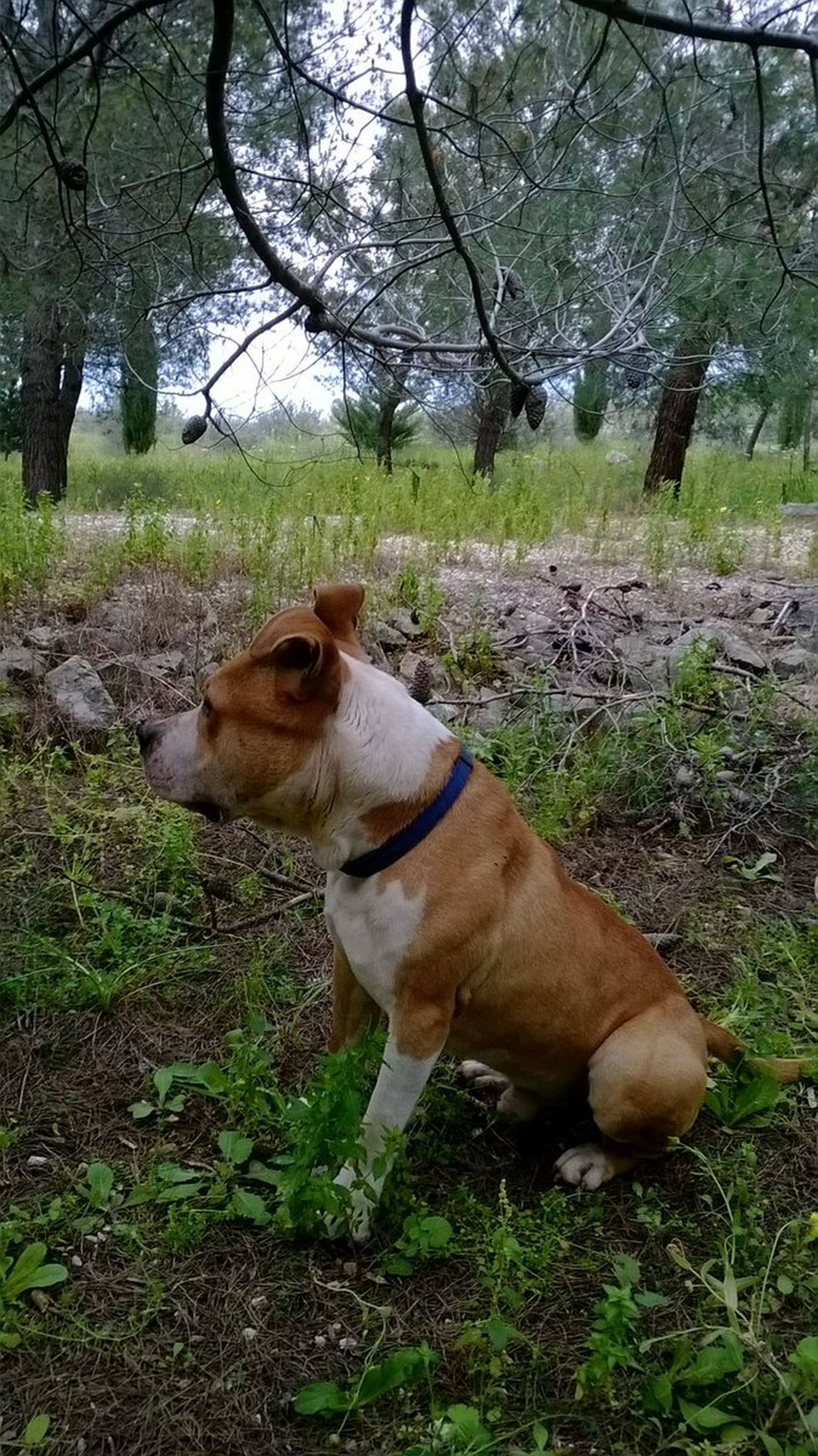 American Staffordshire Terrier