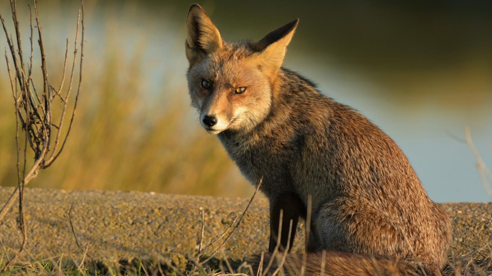 Uno de los ejemplares grabados en Isla Mayor por Carlos Romero.