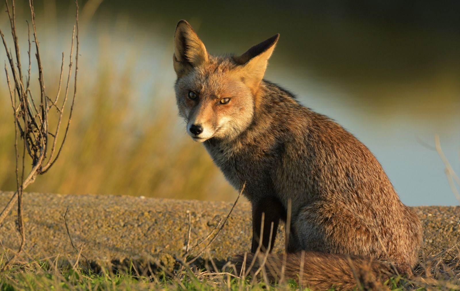 Uno de los ejemplares grabados en Isla Mayor por Carlos Romero.