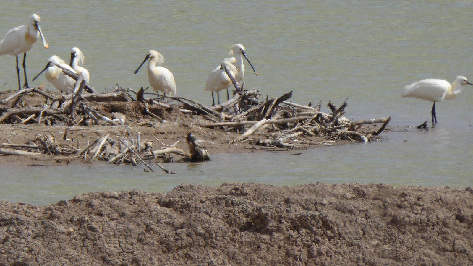 Aves en el vaciadero de tierras de los dragados de mantenimiento