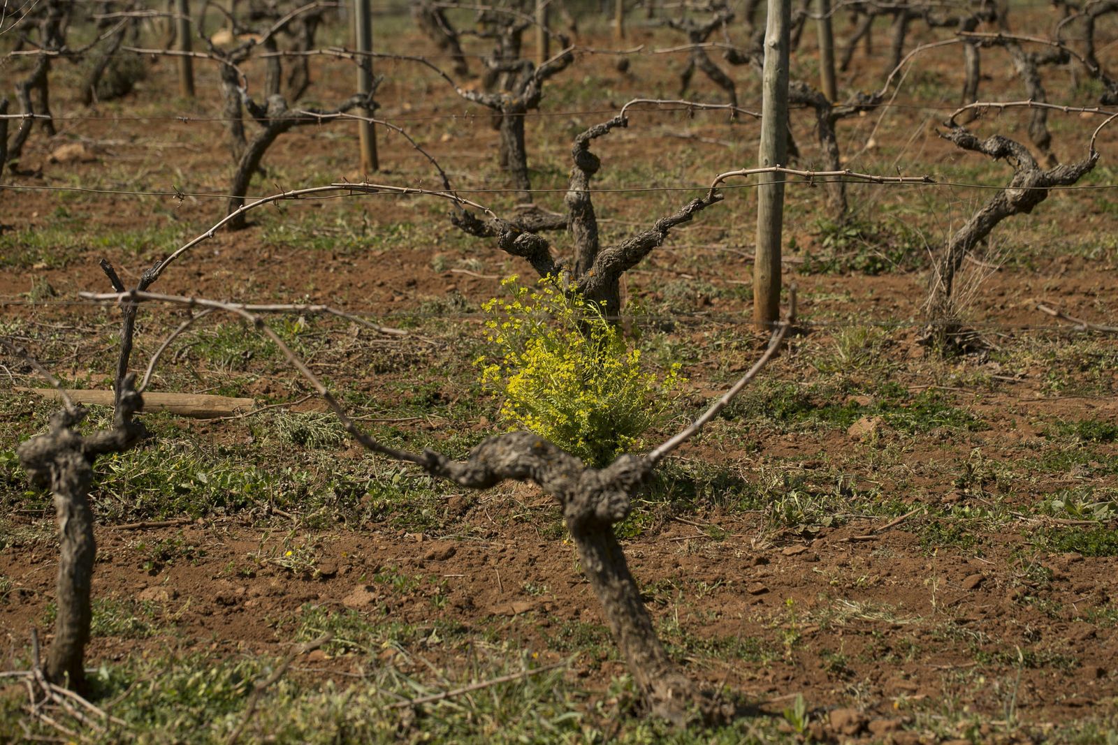 La primavera deja ver su paleta de color