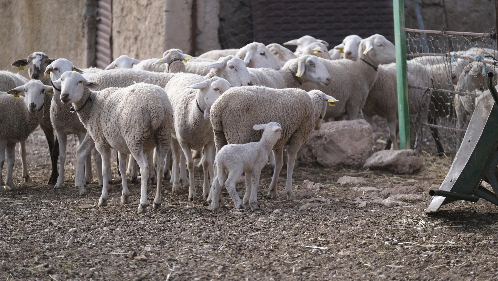 Fotogalería de la ganadería tradicional de Vélez Rubio, las imágenes más tiernas de los corderos recién nacidos