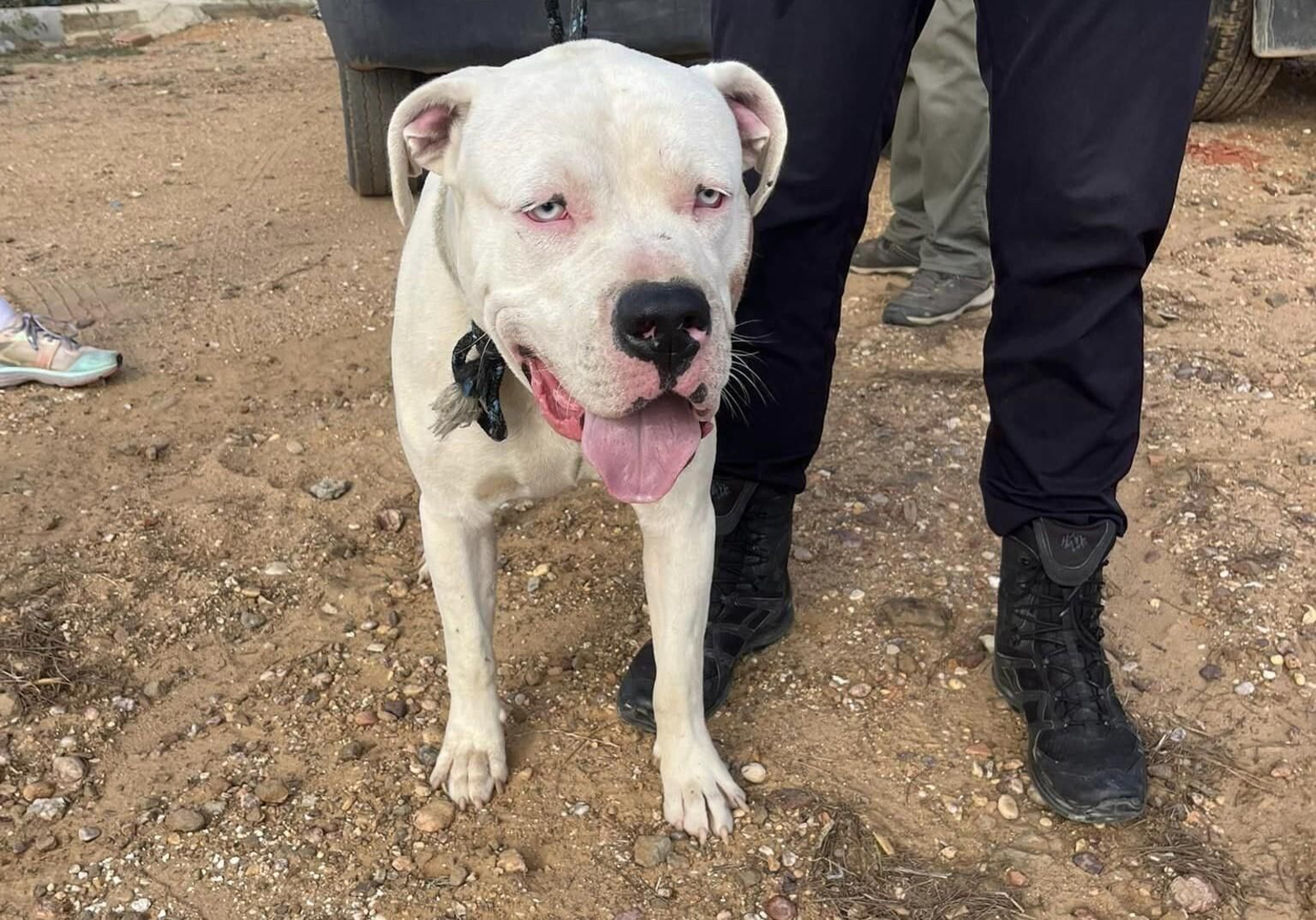 La Policía pide colaboración ciudadana para encontrar a un hombre por abandonar a su perro