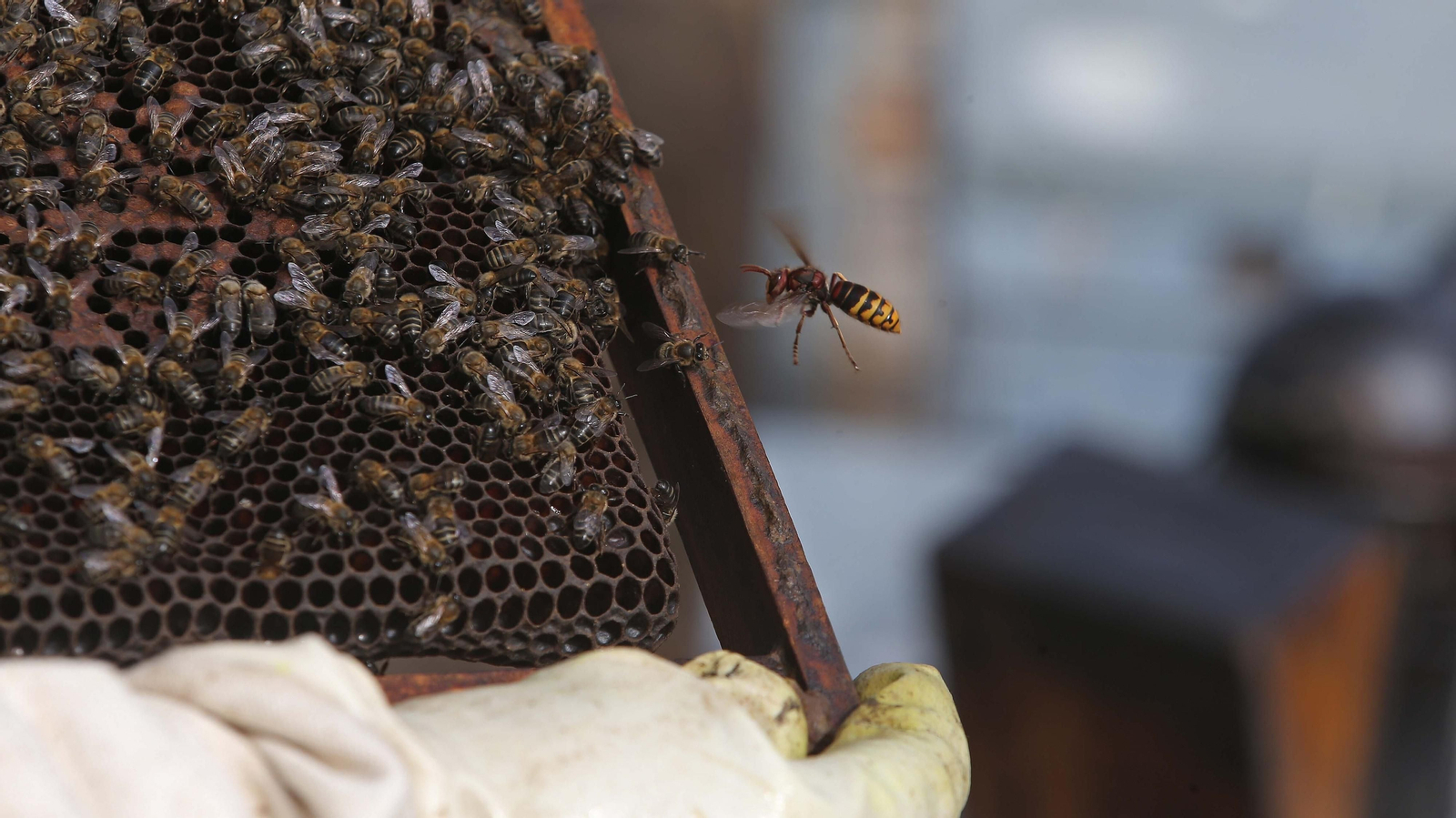 El arte de la apicultura en Los Barrios