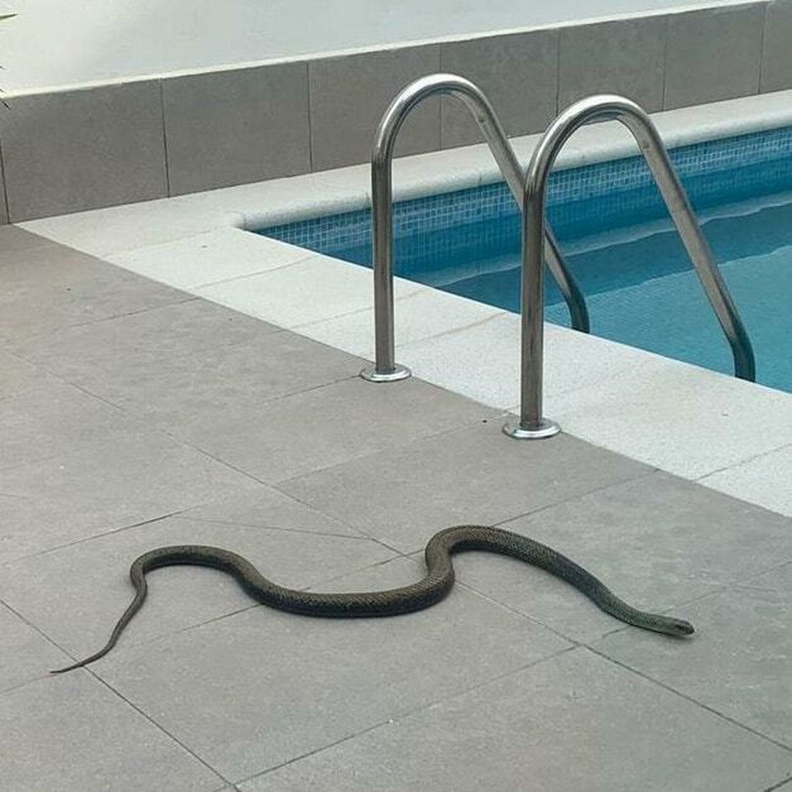 Imagen de la culebra atrapada en el patio de una vivienda en Ogíjares