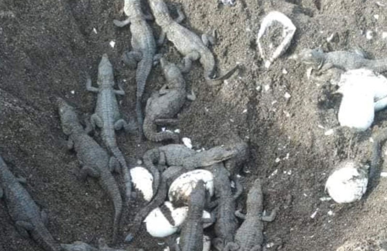 Liberan 40 crías de cocodrilos en un área protegida en el Río Juan de Nicaragua