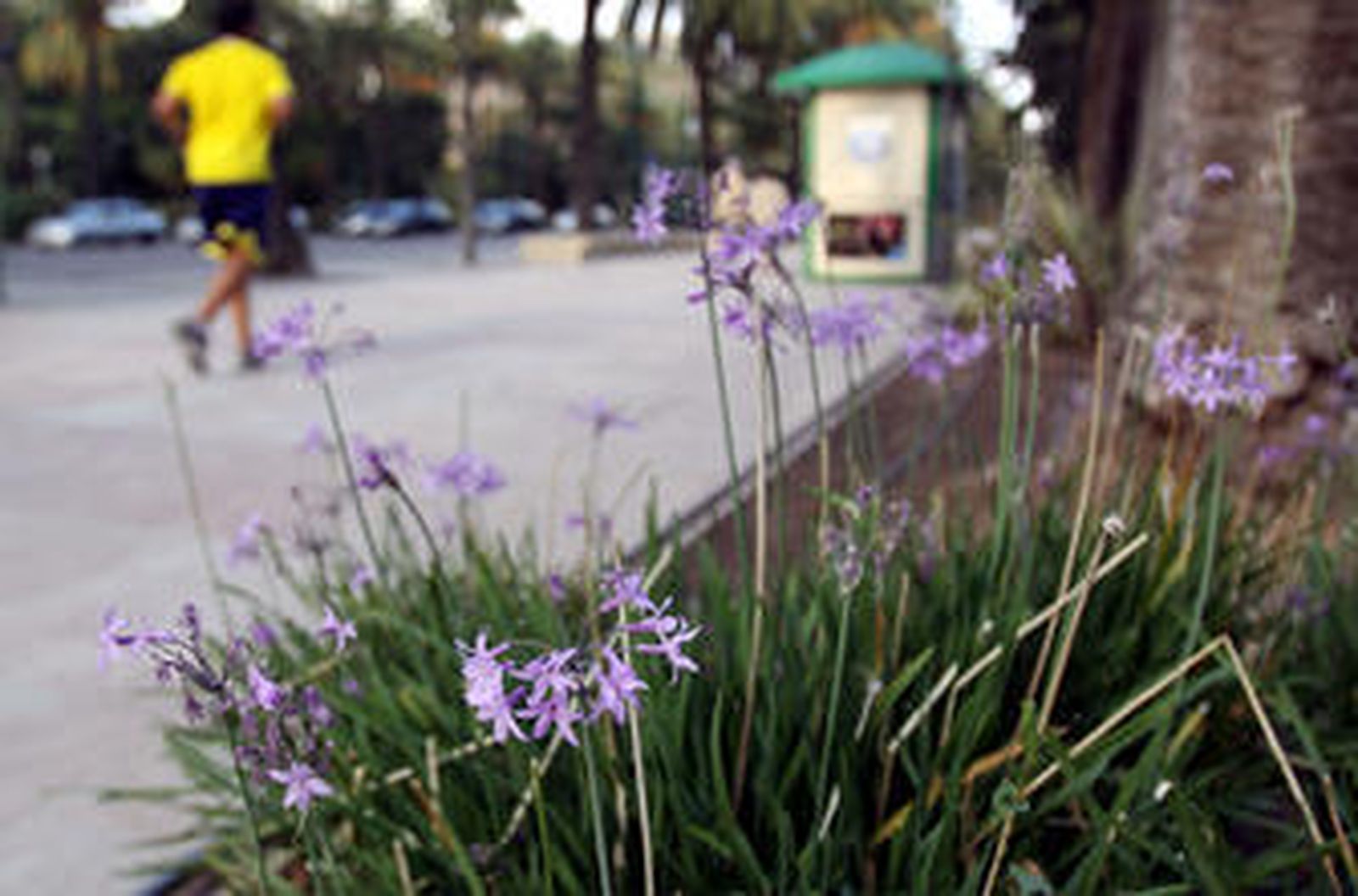 Proyecto nacional para la conservación de 85 especies de flora endémica amenazada