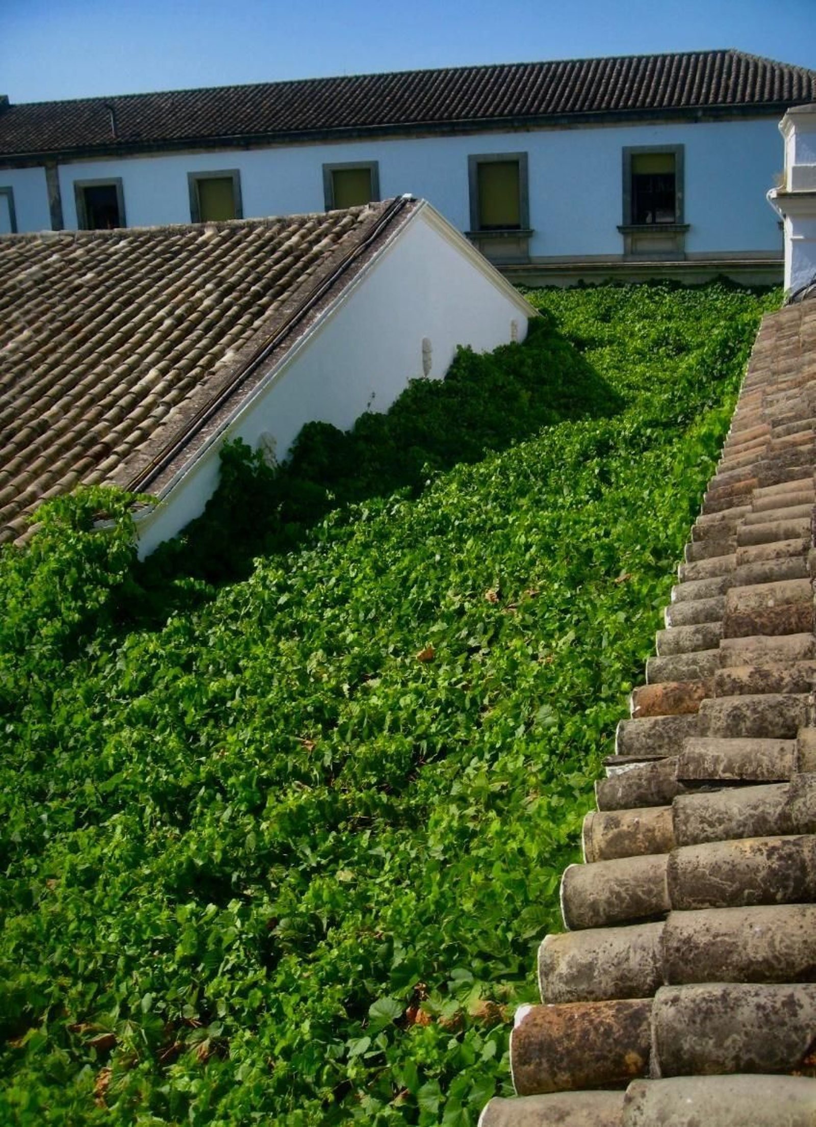 Calle totalmente emparrada de una bodega de Jerez.