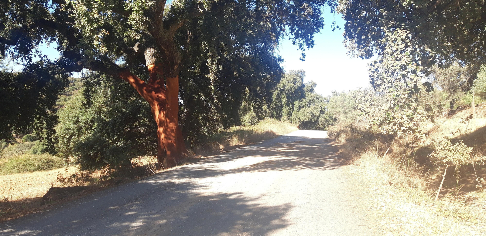 Las fotos de la Circular del Campovid