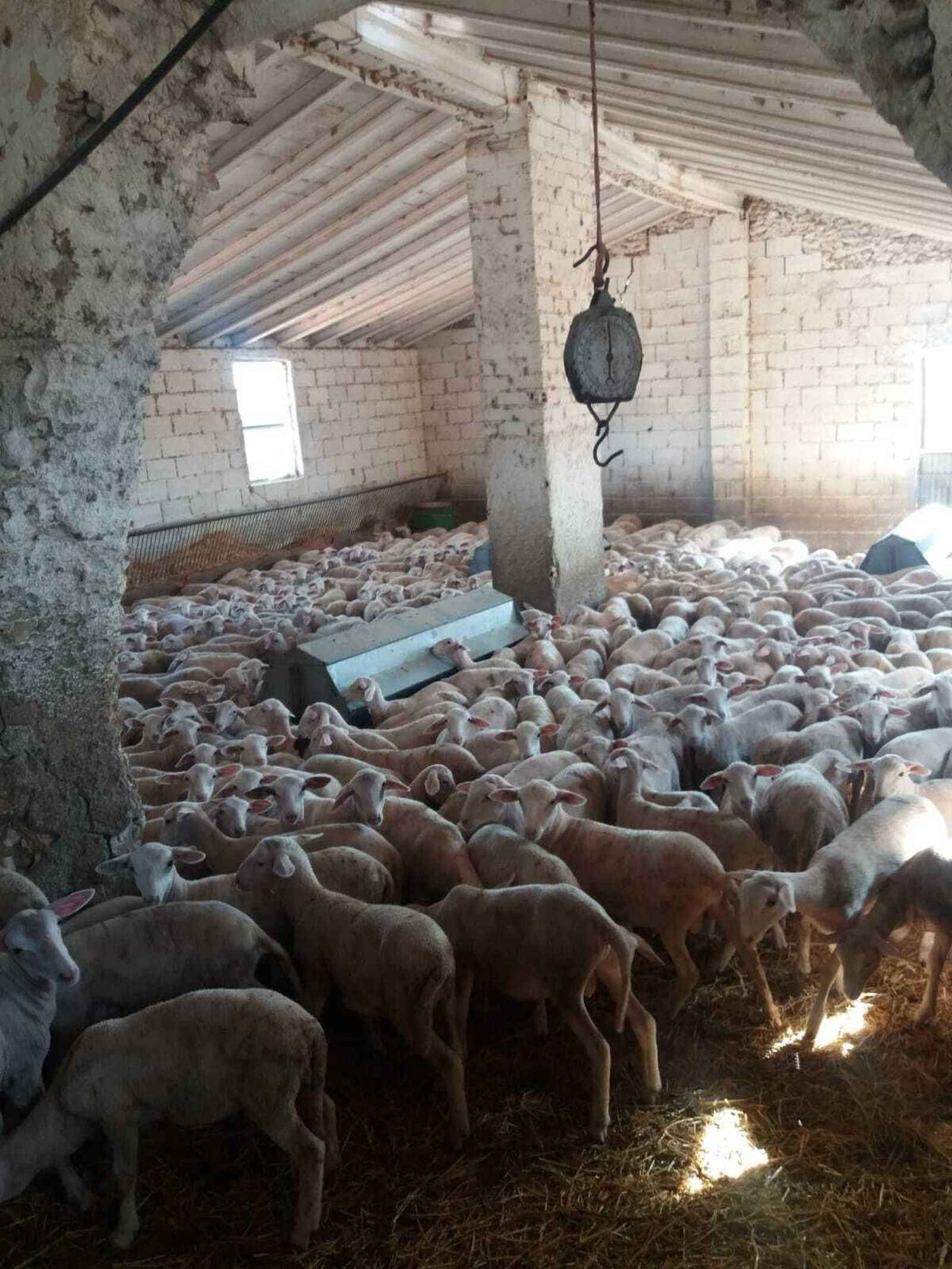 La explotación ganadera de José, en Topares.