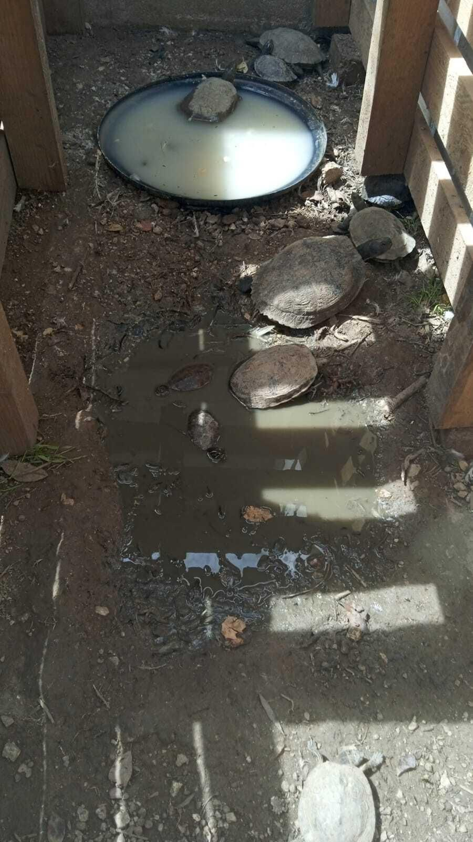 Así están los patos y tortugas del Parque tras el traslado: las fotos difundidas por AxSí en San Fernando