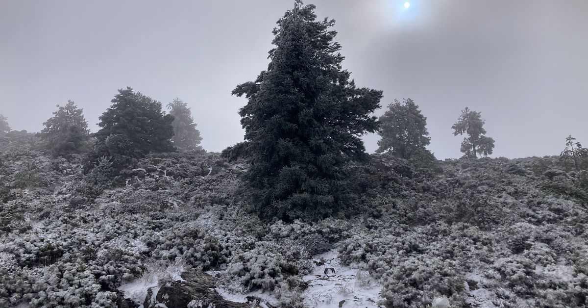 Vídeo | Nieve en la Serranía de Ronda: así está el puerto de Los Pilones