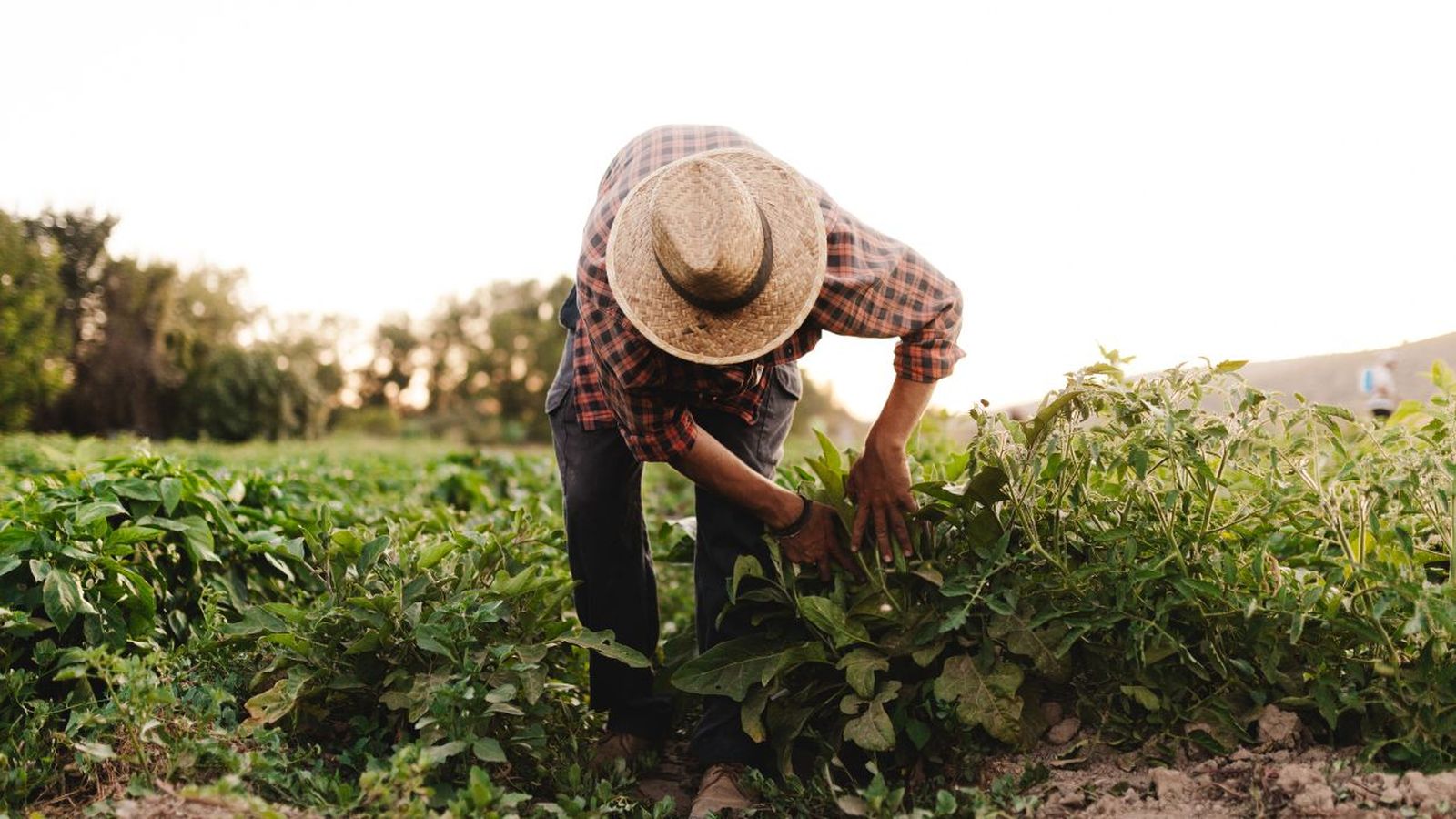 Un agricultor trabaja la tierra.