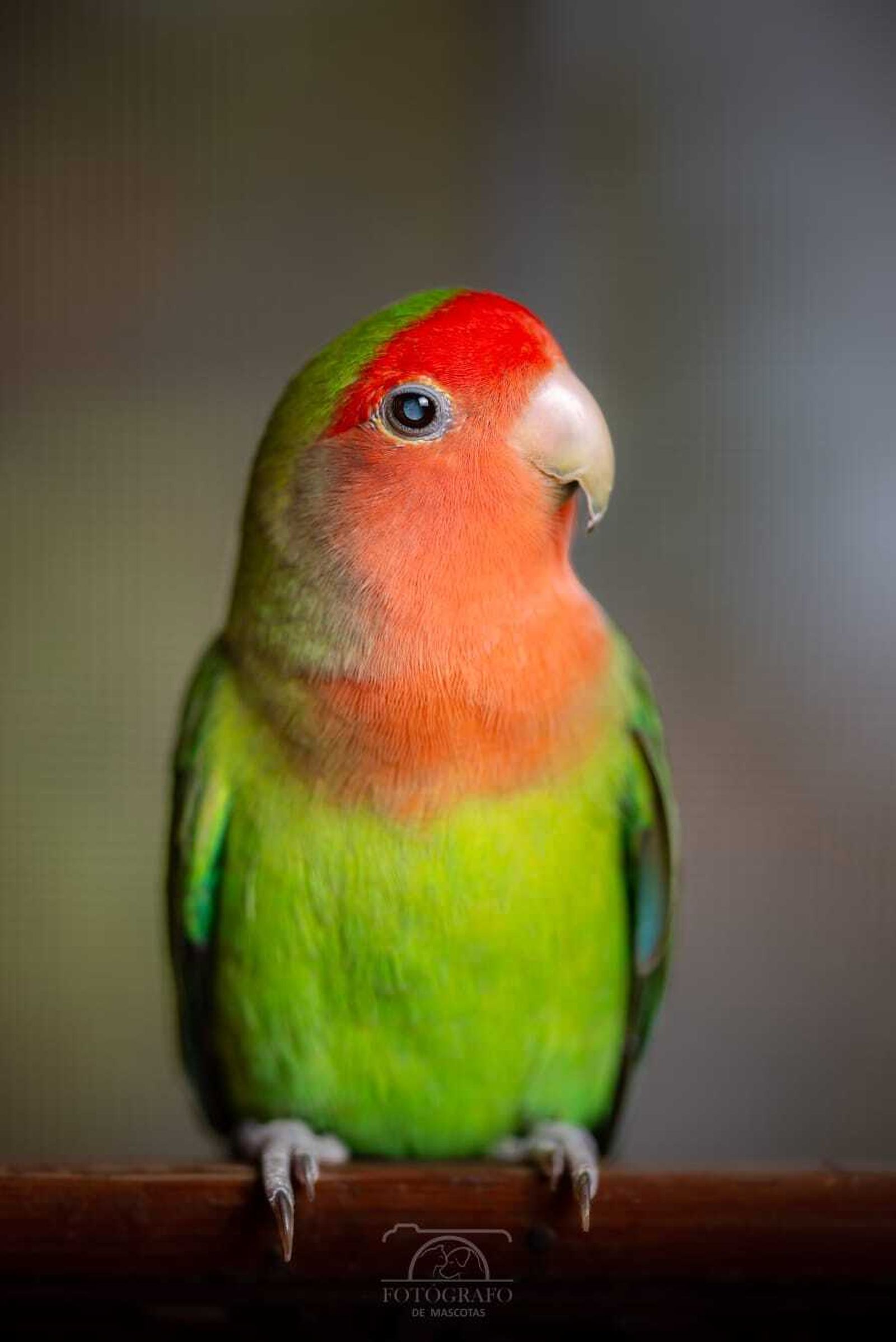 Álbum de las mascotas fotografiadas por 'El fotógrafo de mascotas'