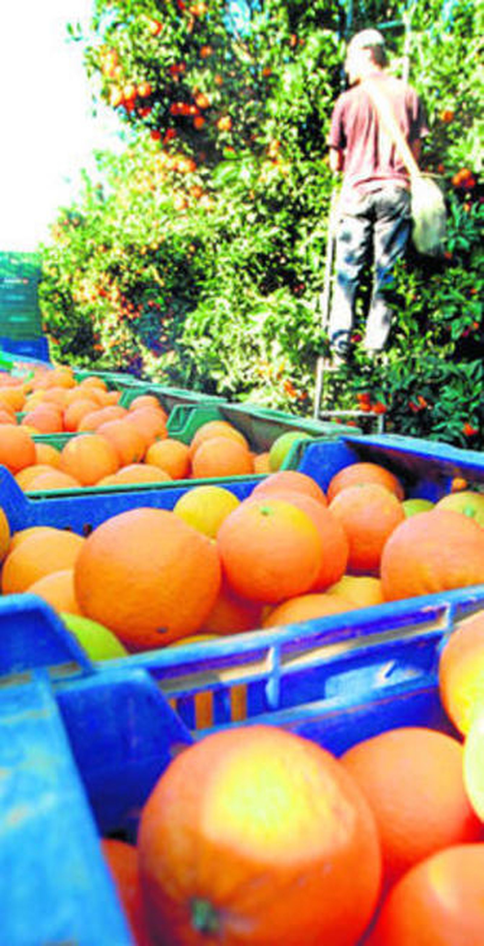 Recolección de naranjas en el valle del Guadalhorce.