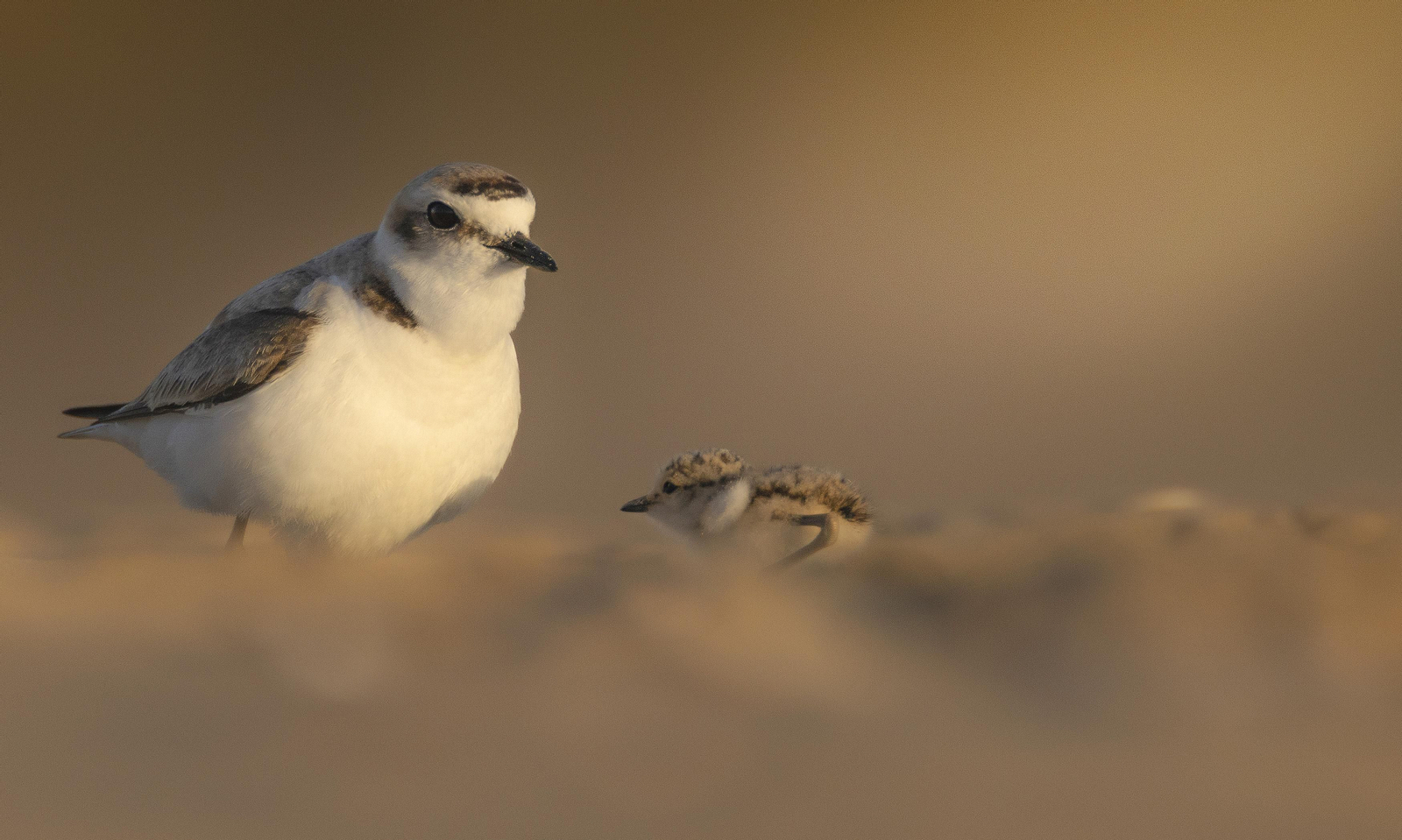 Doñana, imágenes de un mosaico de ecosistemas único
