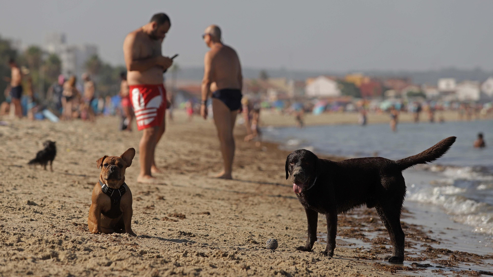 Fotos de la  la nueva zona de merendero y la playa canina en La Concha