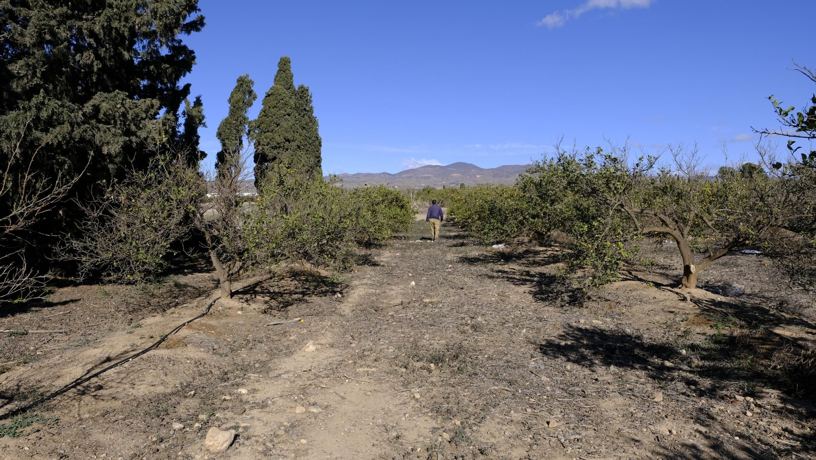 El abandono de cítricos en Huércal Overa, en imágenes