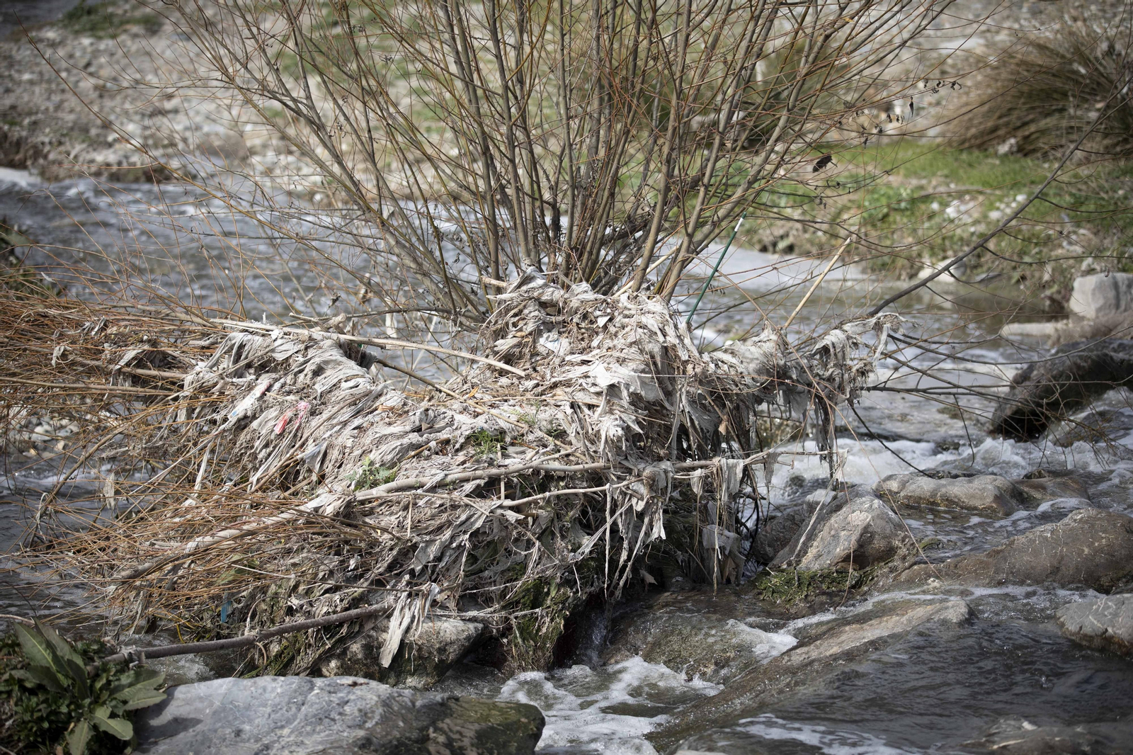 Un islote de toallitas acumulada en un cañaveral seco en el río Genil cerca de Vegas del Genil Un islote de toallitas acumulada en un cañaveral seco en el río Genil cerca de Vegas del Genil