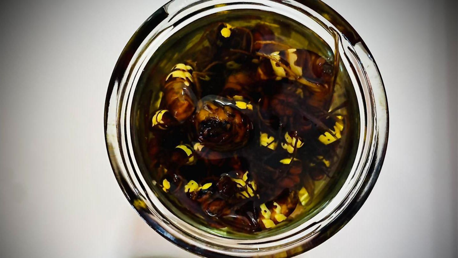 Muestra de Vespa Orientalis.