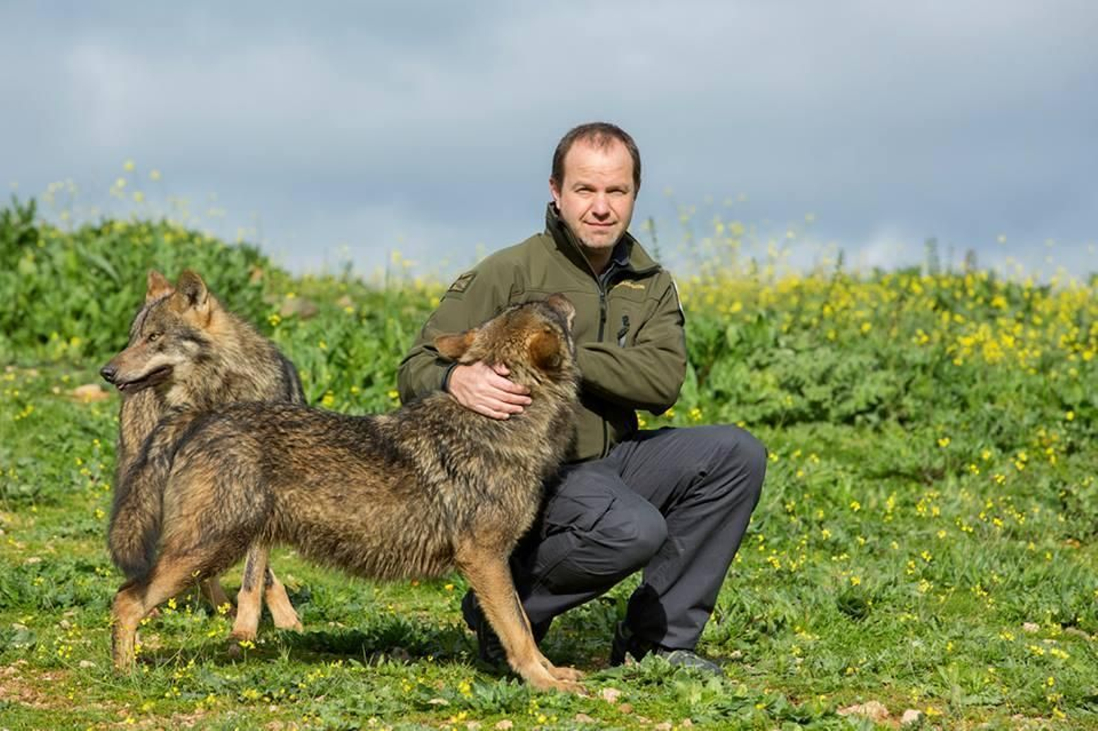 Así es la manda de 20 lobos que habita en una finca sevillana de Las Pajanosas.