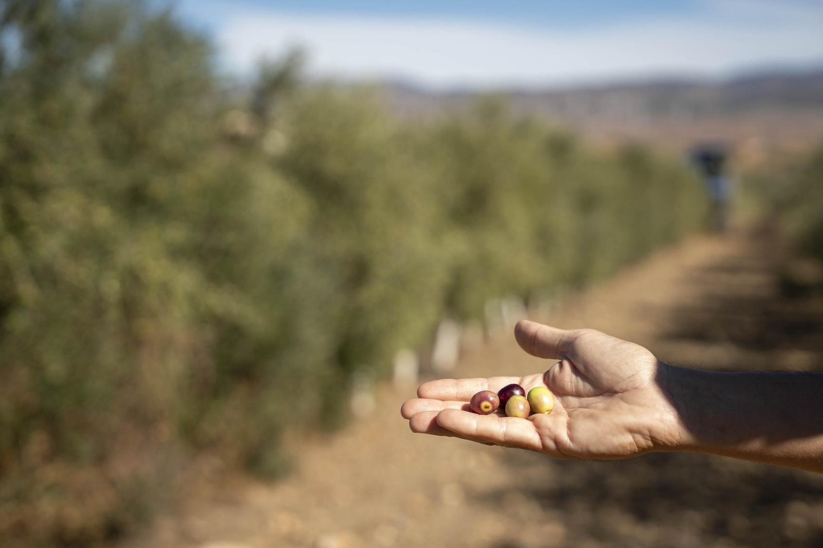 Las imágenes de la campaña recogida de acetuna en Fiñana