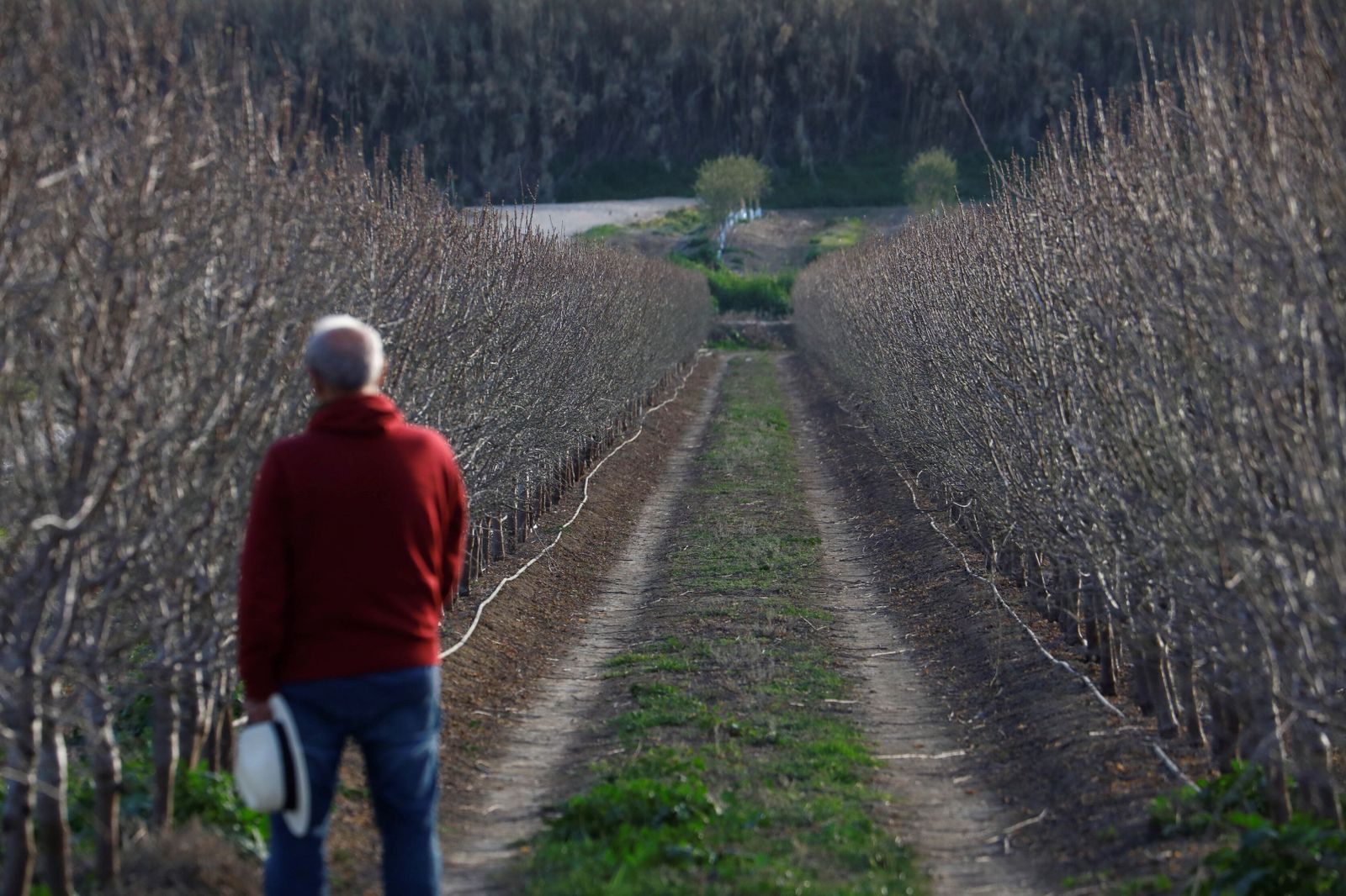 Plantaciones de almendros en Málaga