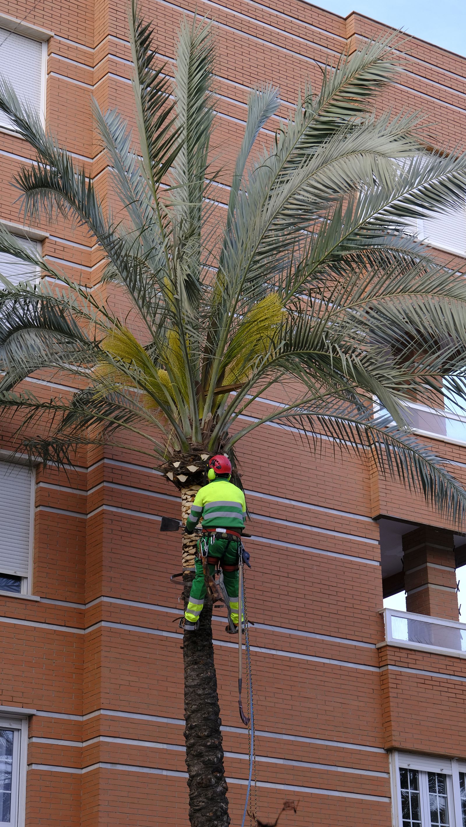 Fotogalería de la poda e inspección de las palmeras de la Avenida Cabo de Gata. Almería.