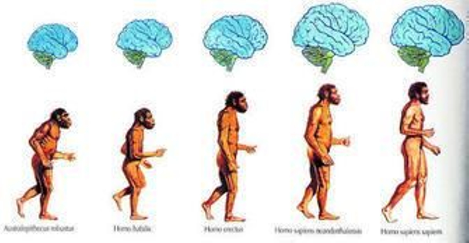 La evolución de los sentidos