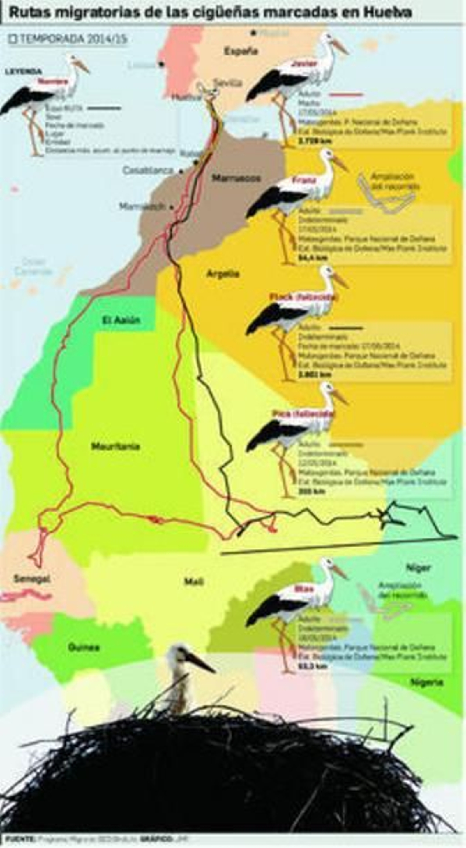 1. Una pareja de cigüeñas descansa sobre el nido que hay sobre una de las dos espadañas de la Catedral de La Merced.  2. Muy vinculada al hombre, las cigüeñas han encontrado en el acceso a nuevas fuentes de alimentación cerca de asentamientos urbanos el principal motivo para no migrar al continente africano. 3. Un ejemplar descansa en su nido al caer la tarde, cerca de Corrales. 4. Huelva es la provincia española en que mayor número de ejemplares, casi la mitad, prefiere los tendidos eléctricos para nidificar.