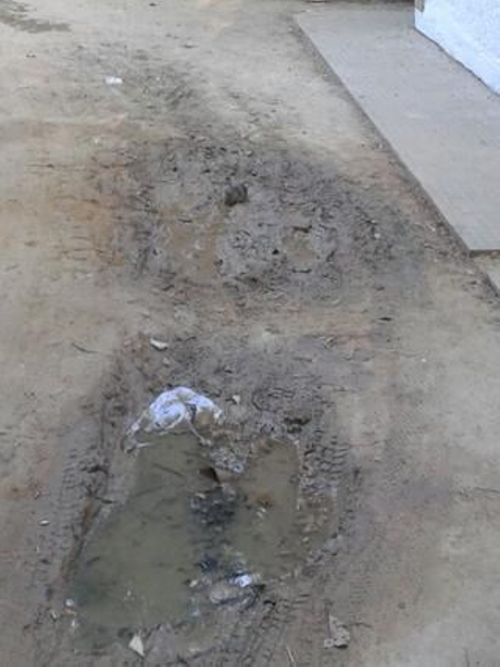 Foto: PSOE de Sevilla