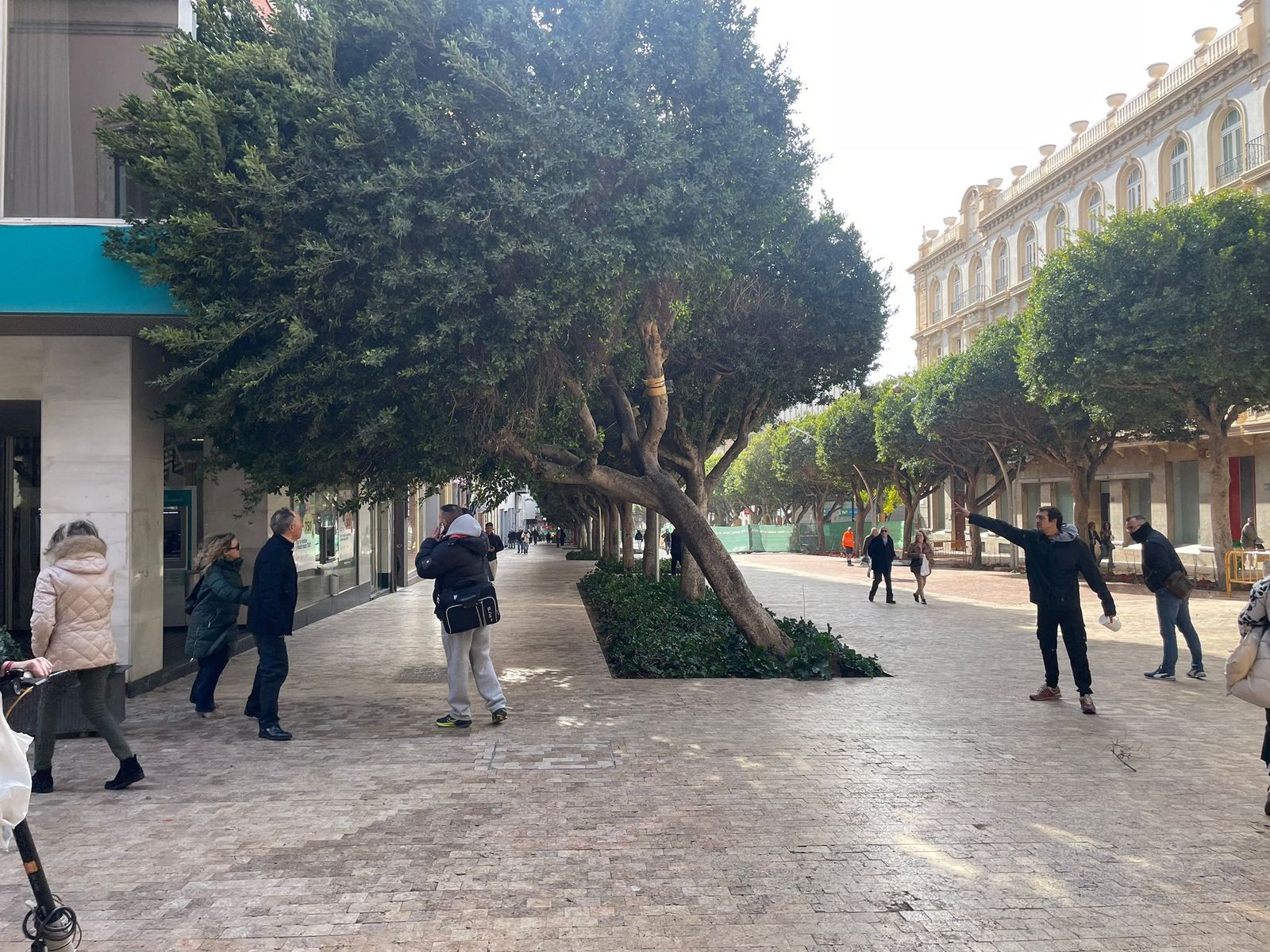 Ficus de El Paseo Doblado.