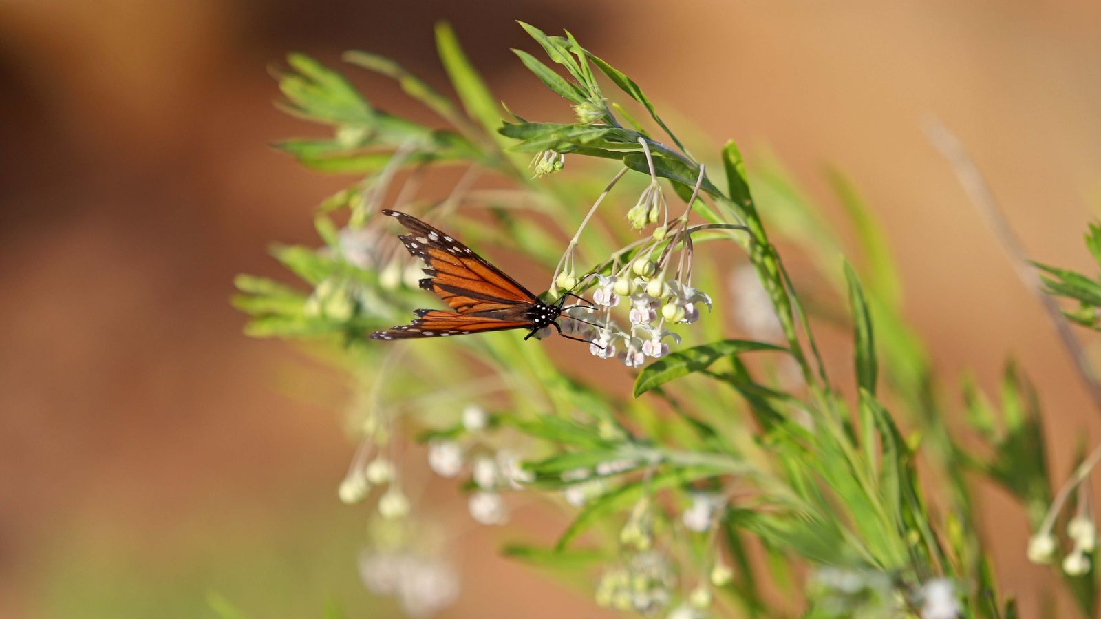 Embalse de Guadarranque en Castellar