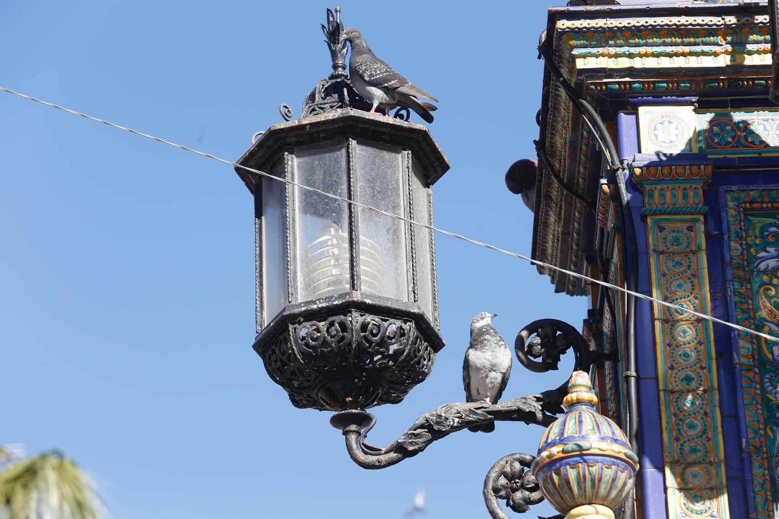 La fuente cerámica preside la Plaza Alta con tres faroles en su prisma superior —uno menos que antes— bajo la mirada indiferente de las palomas.