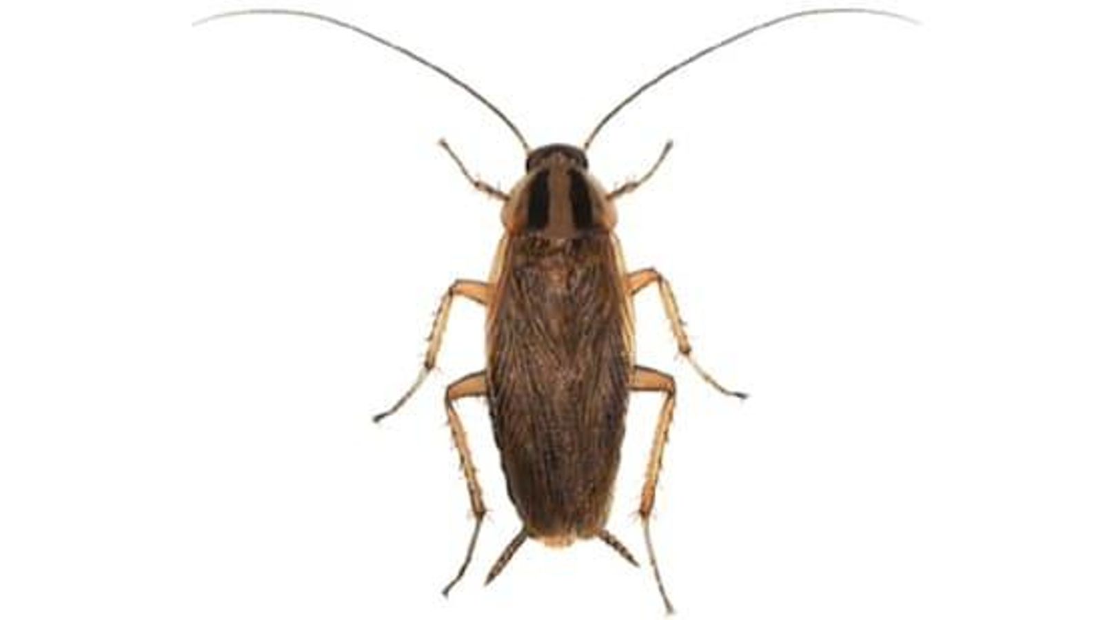 Cucaracha del tipo germánica