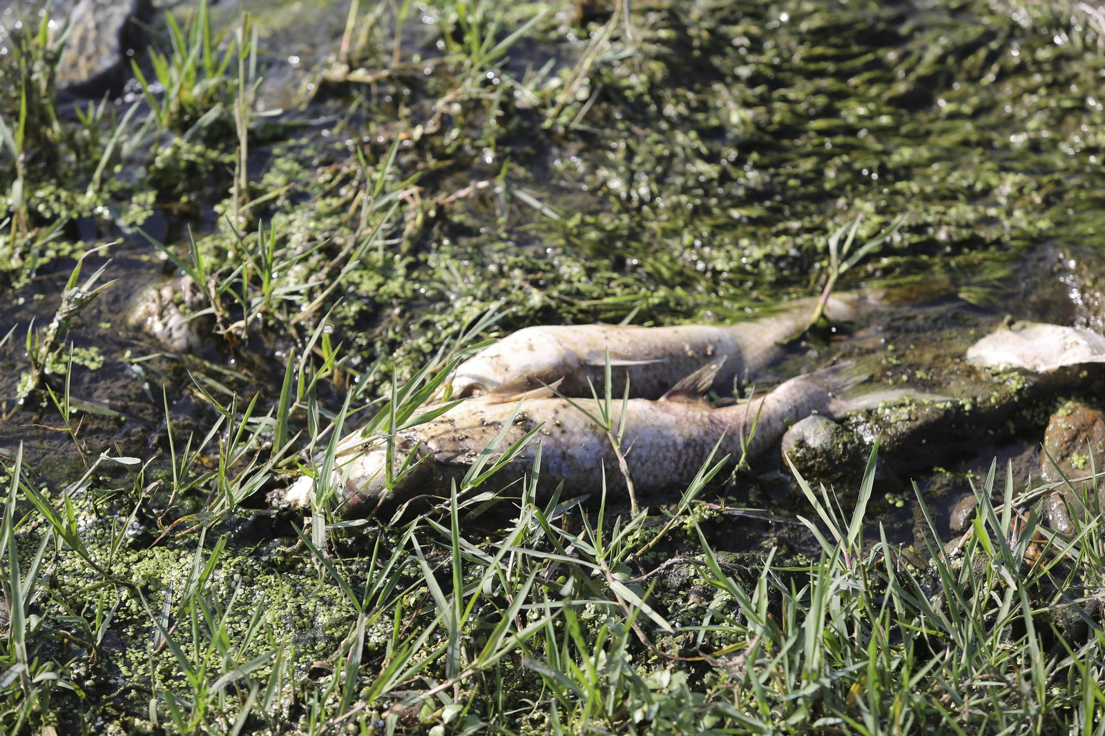Aparecen cientos de aves y peces muertos en el río Guadalhorce
