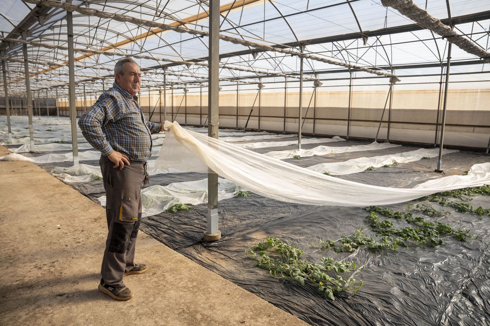 La primavera se planta en invierno entre sandías y tomates almerienses