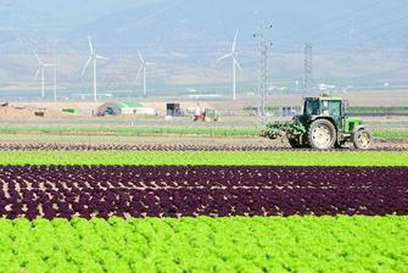 La extensión de cultivo de La Calahorra (Granada) alberga la producción de distintas variedades destinadas a los envases de IV Gama.