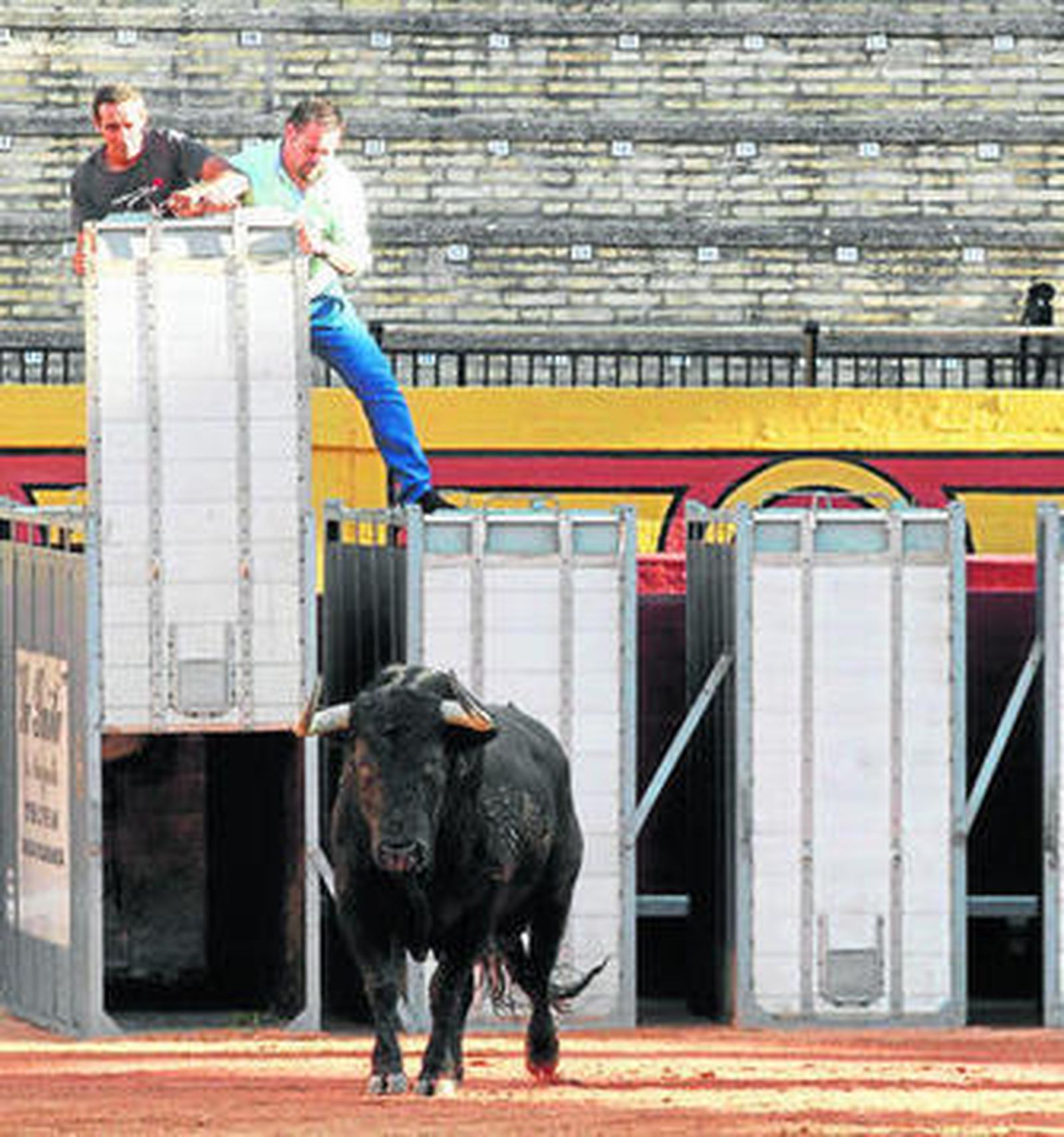 Desencajonamiento de los toros de la corrida del viernes. A la derecha, astados de la corrida de hoy.